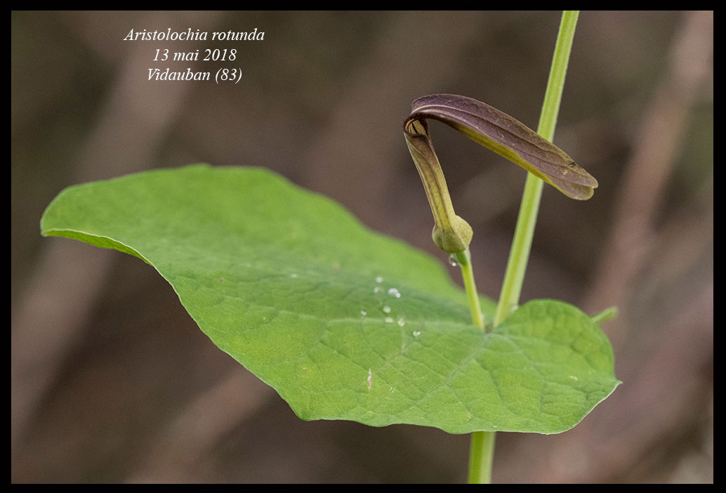Aristolochia rotunda